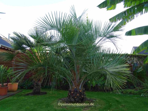 Butia eriospatha