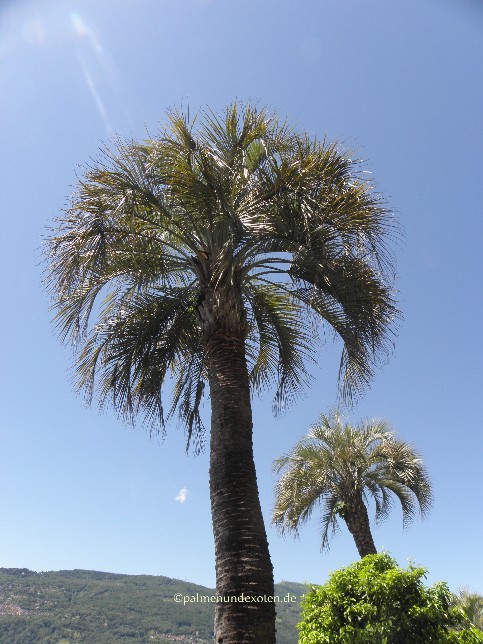Butia odorata