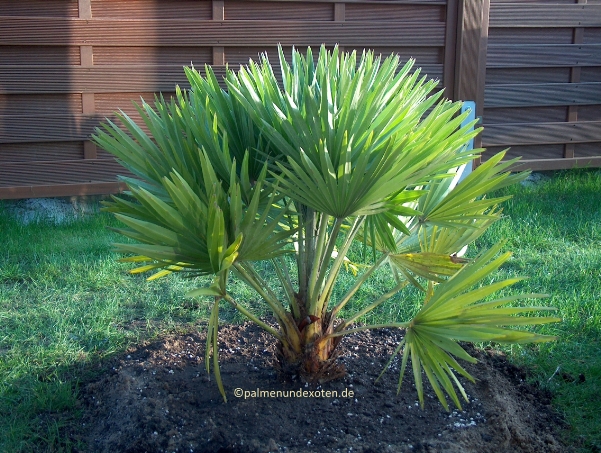 Chamaerops humilis vulcano