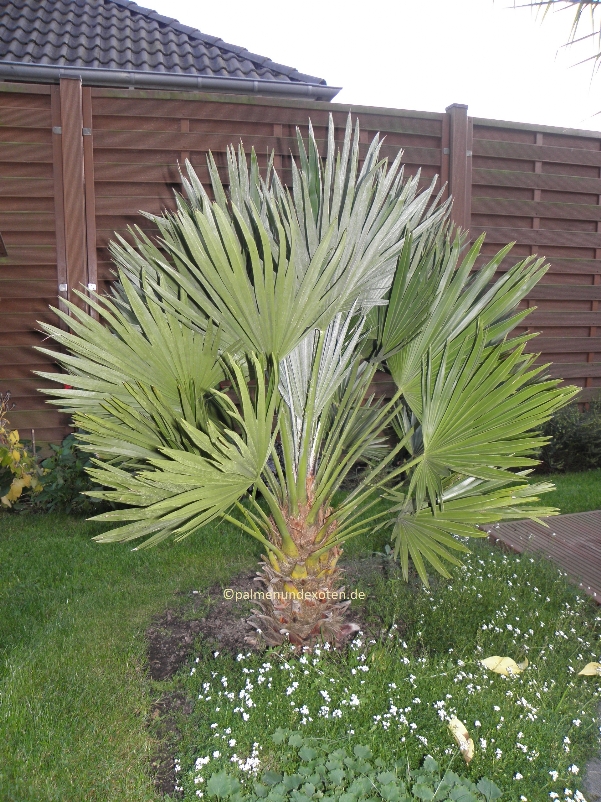 Chamaerops humils vulcano