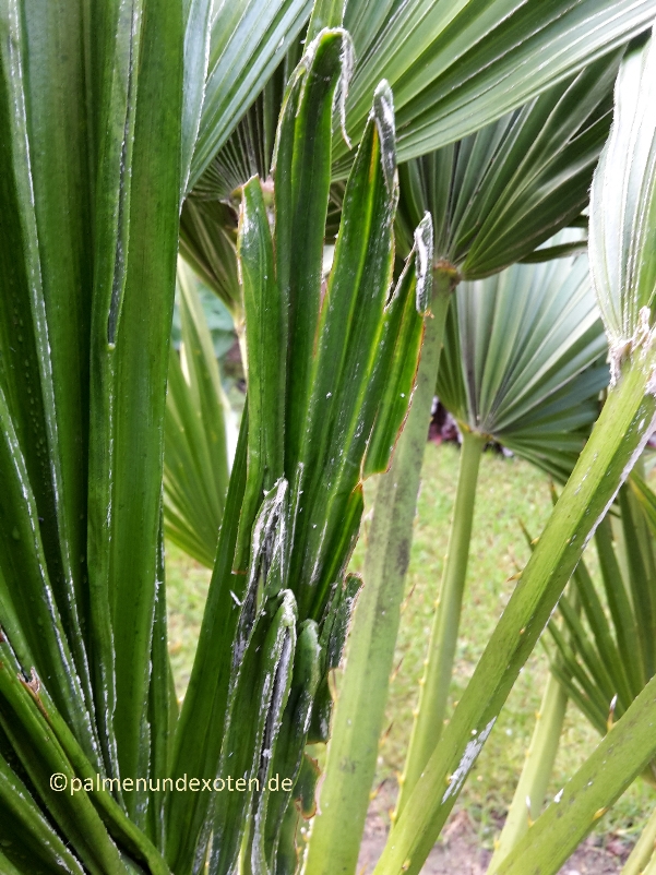 Chamaerops humils vulcano