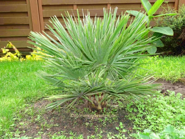 Chamaerops humils vulcano