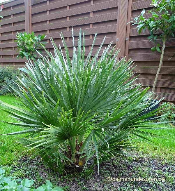 Chamaerops humils vulcano