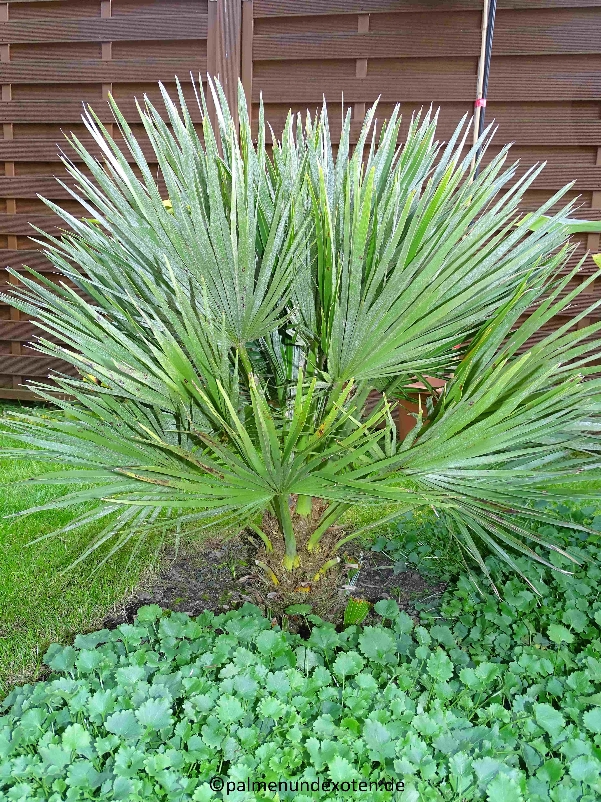Chamaerops humils vulcano