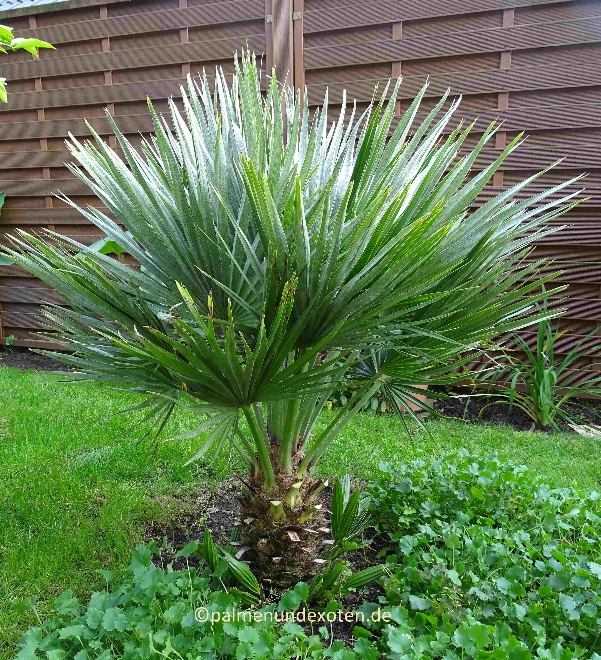 Chamaerops humils vulcano 2022