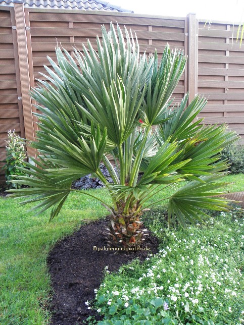 chamareops humilis vulcano