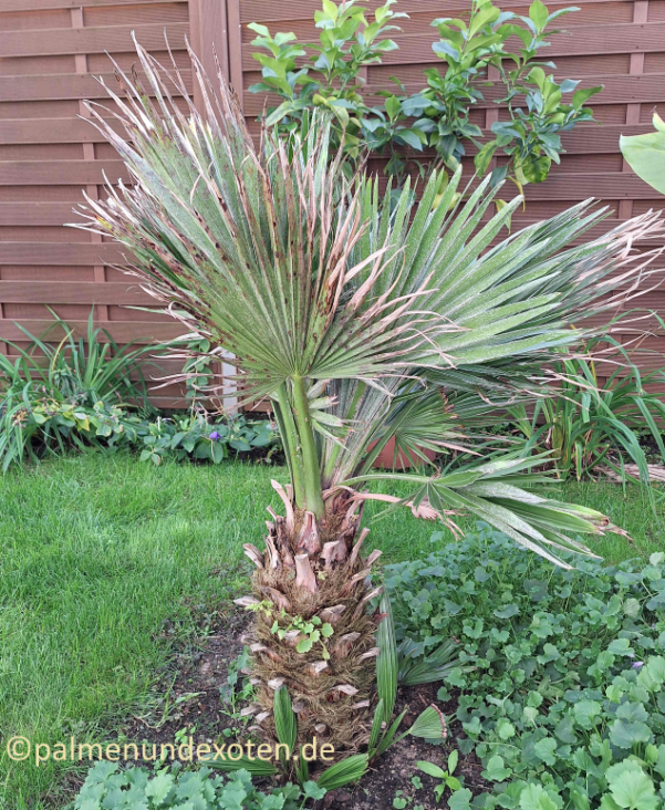 Chamaerops humils vulcano 2024