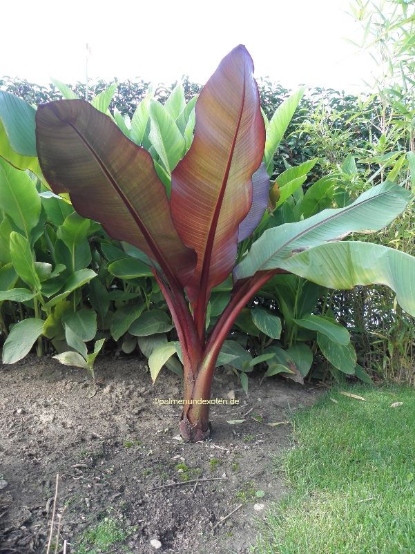 Ensete Maurellii