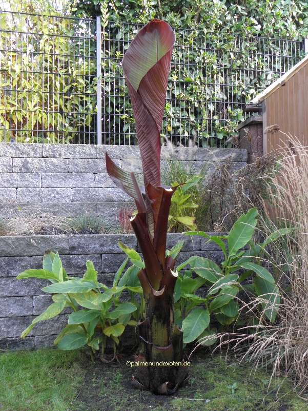 Ensete Maurellii
