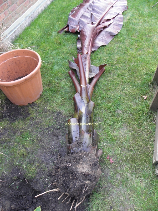 Ensete Maurellii