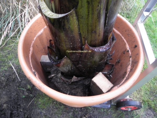Ensete Maurellii