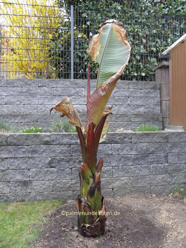 Ensete Maurellii