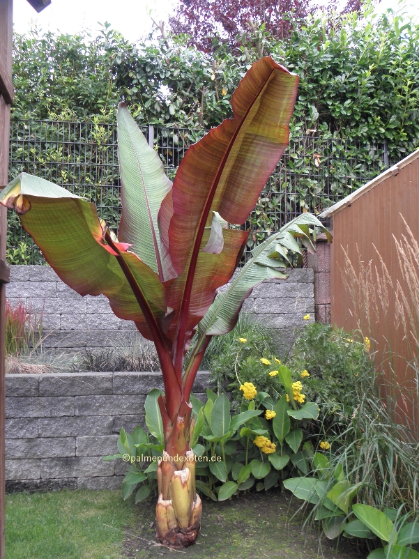 Ensete Maurellii