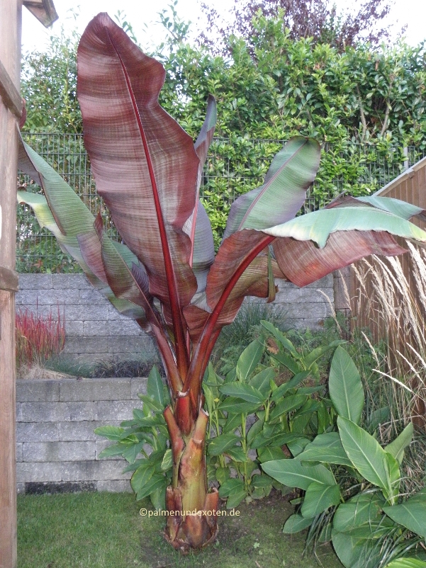 Ensete Maurellii