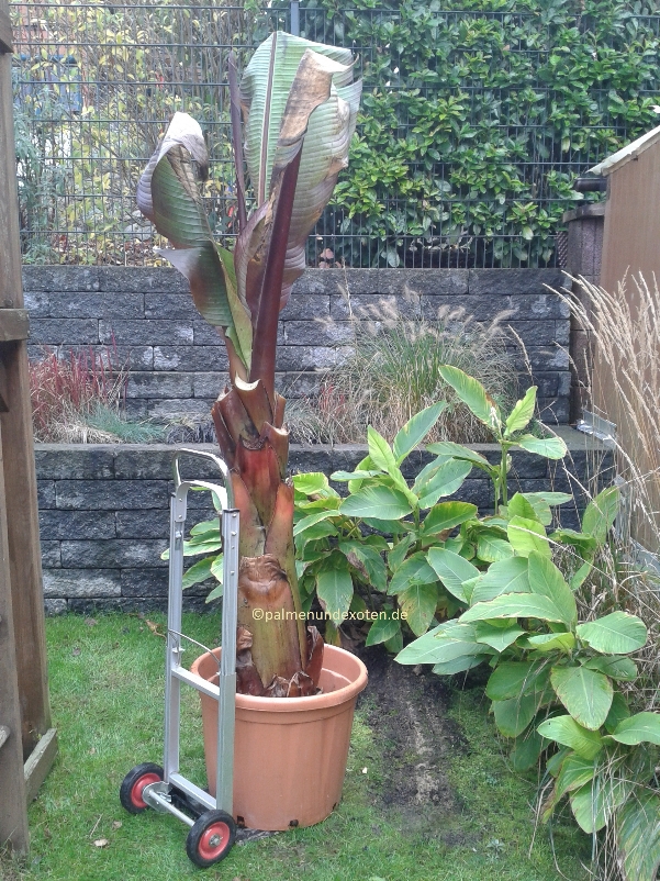 Ensete Maurellii