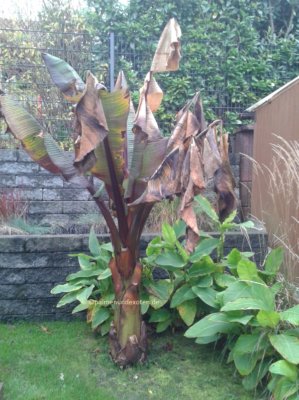 Ensete Maurellii