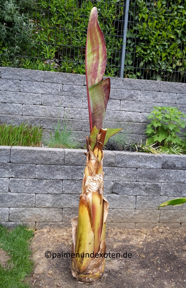 Ensete Maurellii