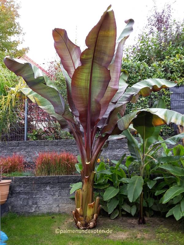 Ensete Maurellii