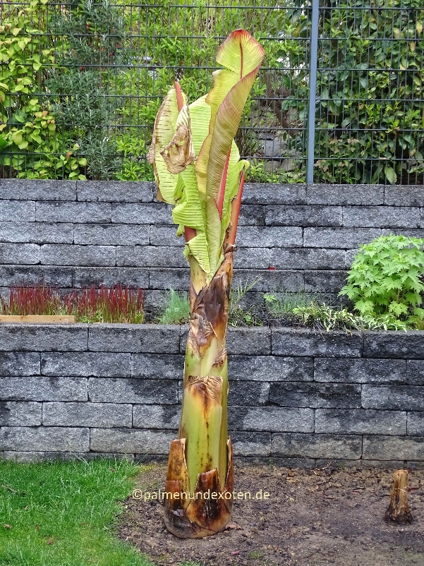 Ensete Maurellii