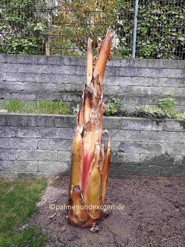 Ensete Maurellii