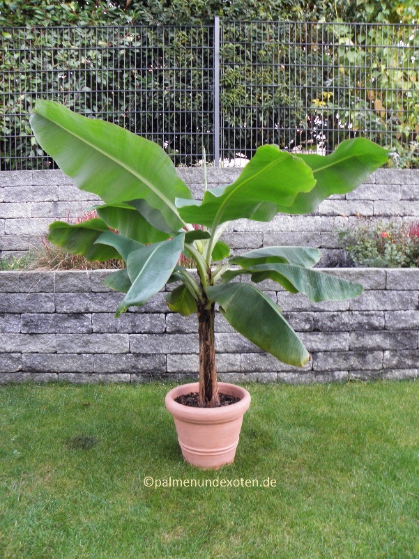 Musa dwarf cavendish