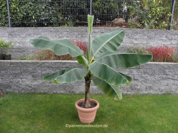 Musa dwarf cavendish