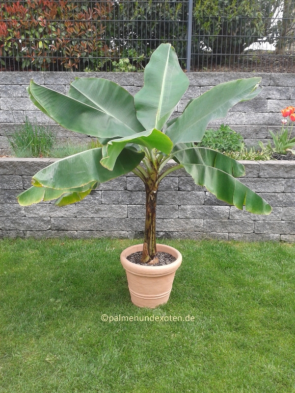 Musa dwarf cavendish