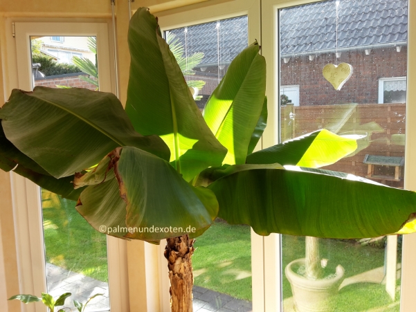 Musa dwarf cavendish