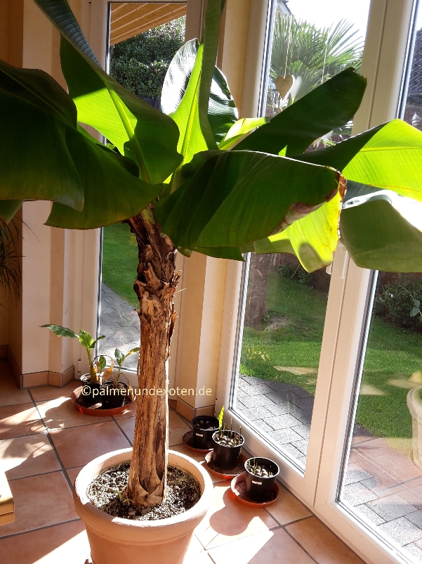 Musa dwarf cavendish