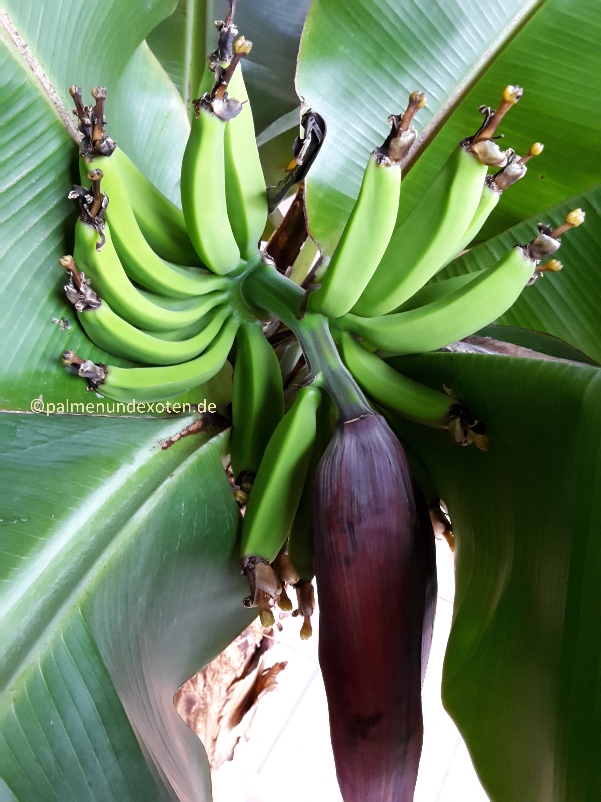 Musa dwarf cavendish