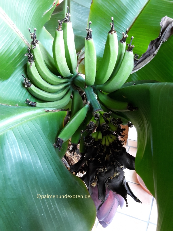 Musa dwarf cavendish