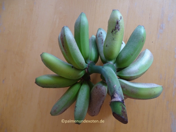 Musa dwarf cavendish Früchte