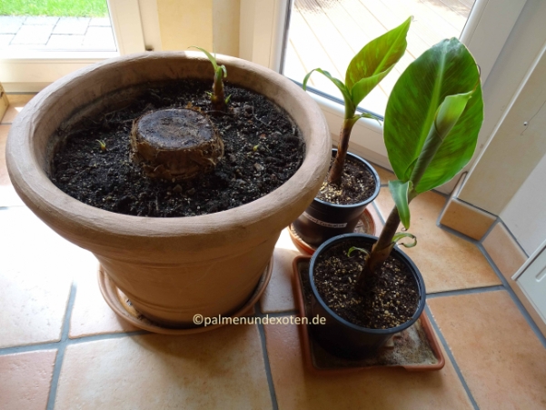 Musa dwarf cavendish