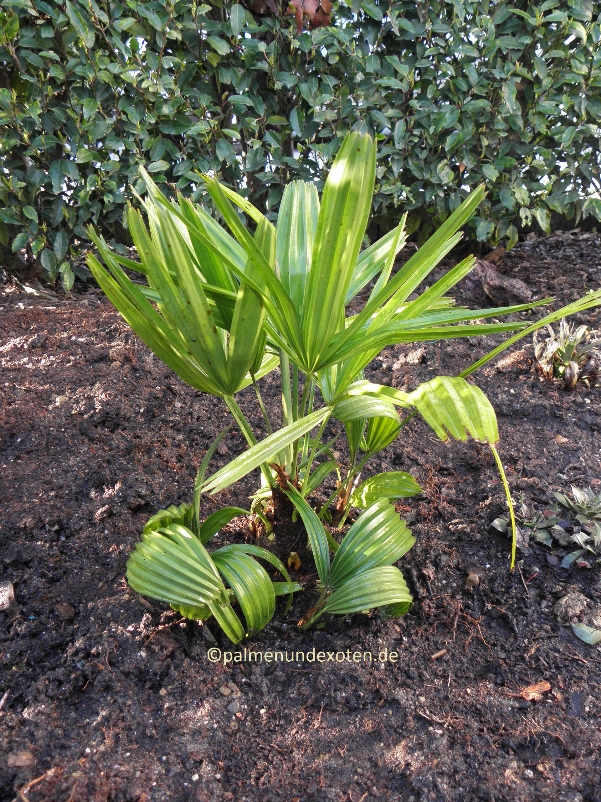 Rhapidophyllum hystrix