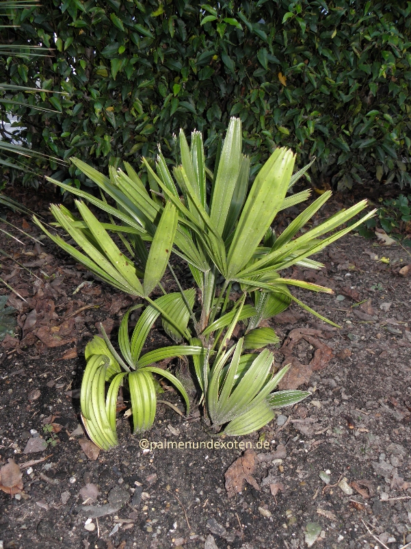 Rhapidophyllum hystrix