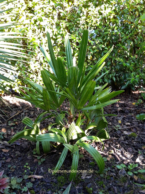 Rhapidophyllum hystrix