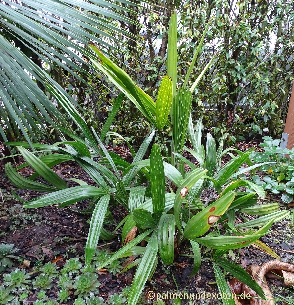 Rhapidophyllum hystrix