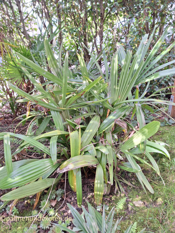 Rhapidophyllum hystrix