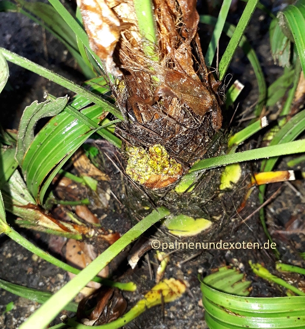 Rhapidophyllum hystrix