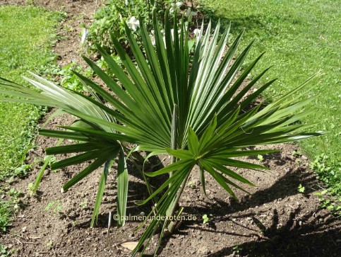 Sabal palmetto Palmettopalme