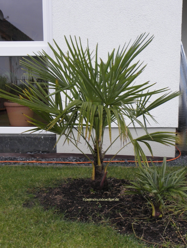 Trachycarpus fortunei