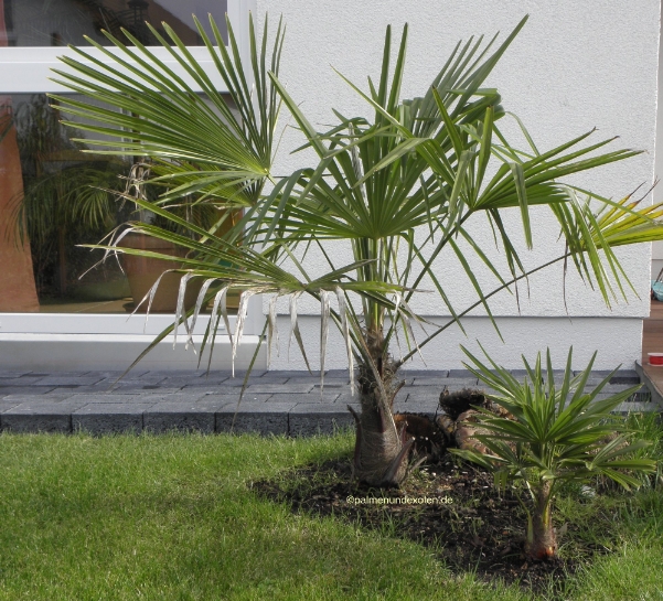 Trachycarpus fortunei