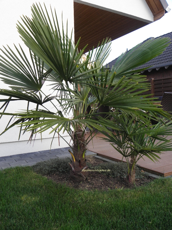 Trachycarpus fortunei
