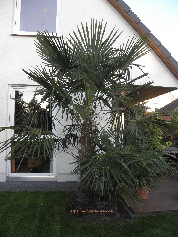 Trachycarpus fortunei