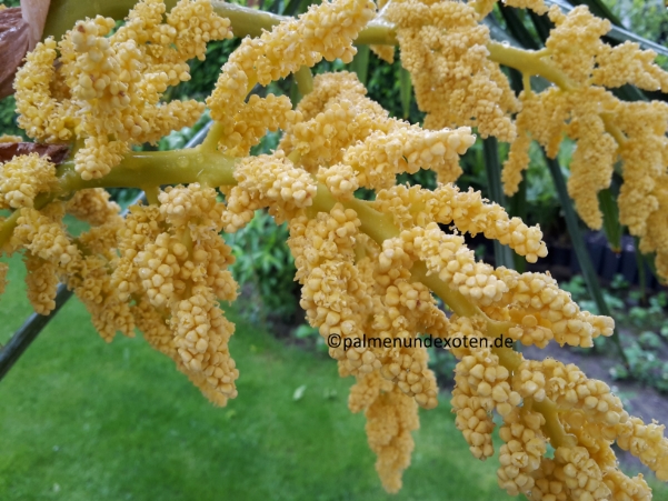 Trachycarpus fortunei Blüte