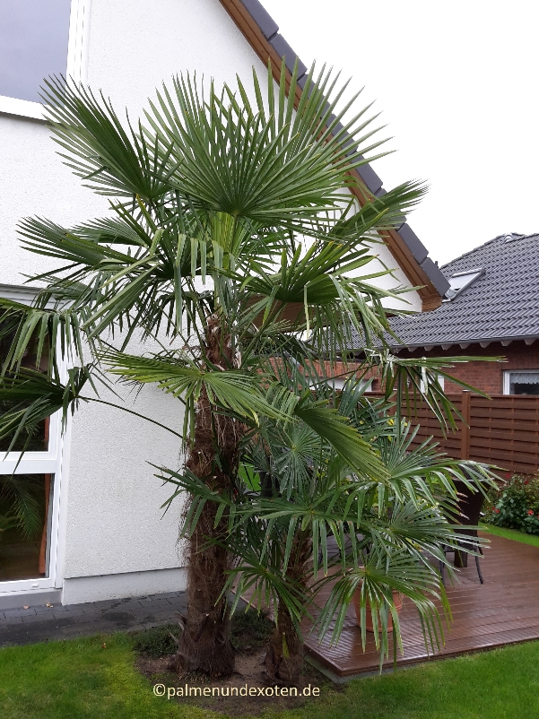 Trachycarpus fortunei