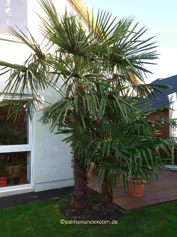 Trachycarpus fortunei