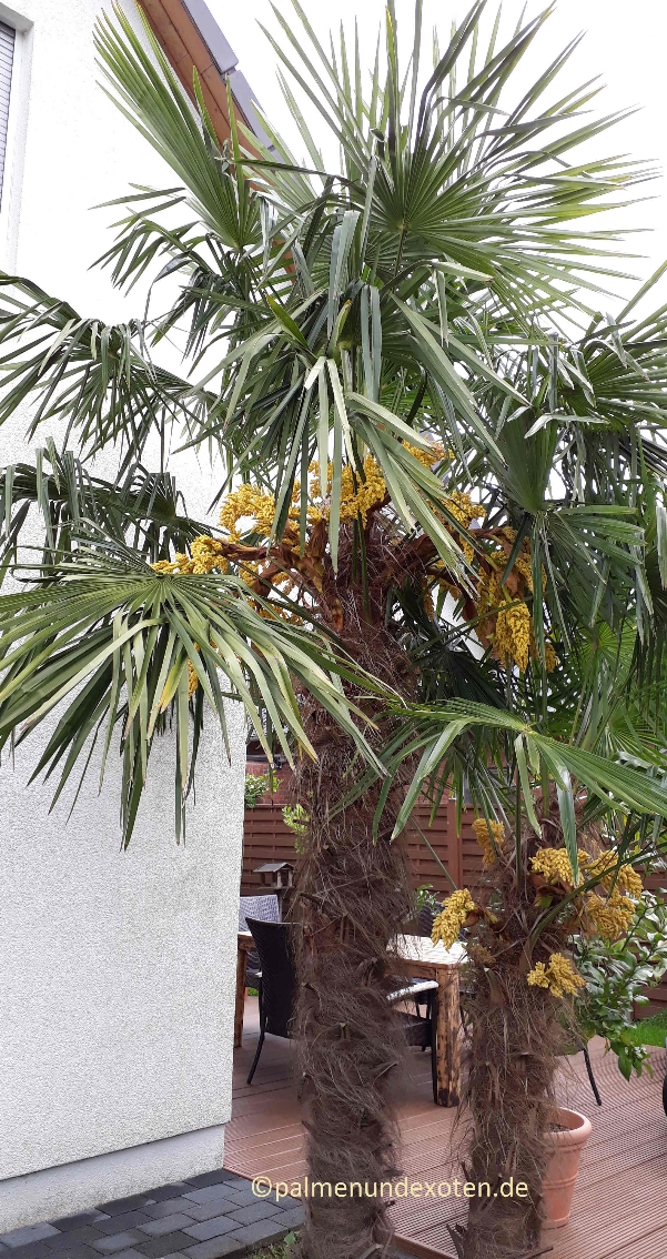 Trachycarpus fortunei 2019 Palmenblüte