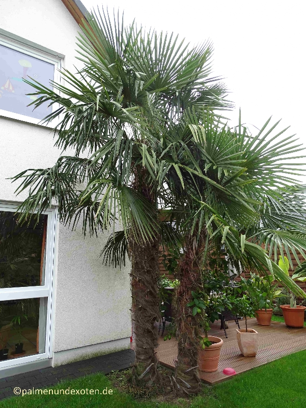 Trachycarpus fortunei 2019 Palmenblüte