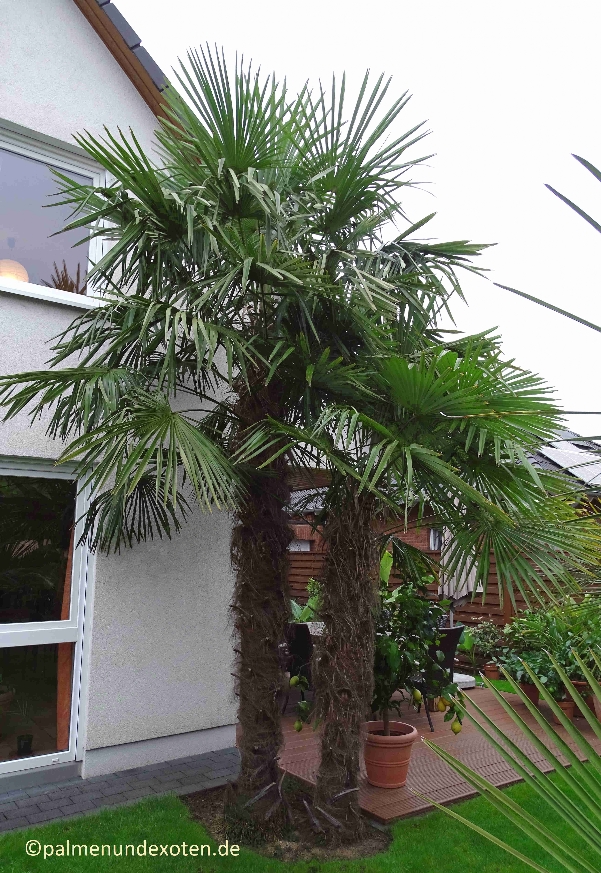 Trachycarpus fortunei 2020